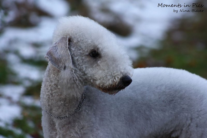 Airis Blue Volshebny Svet 2009-12-26 (10).JPG